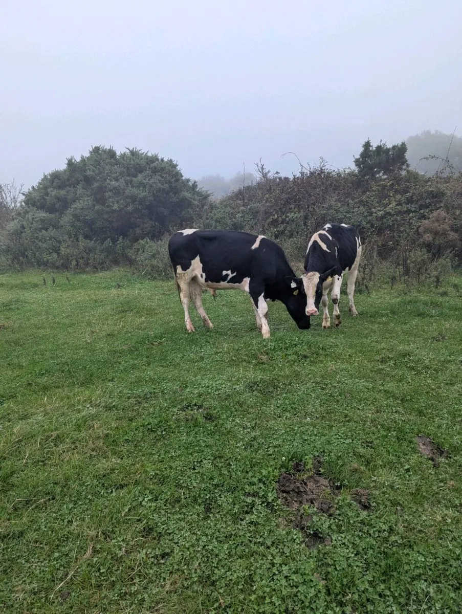 2 Friesian bullocks - Image 2