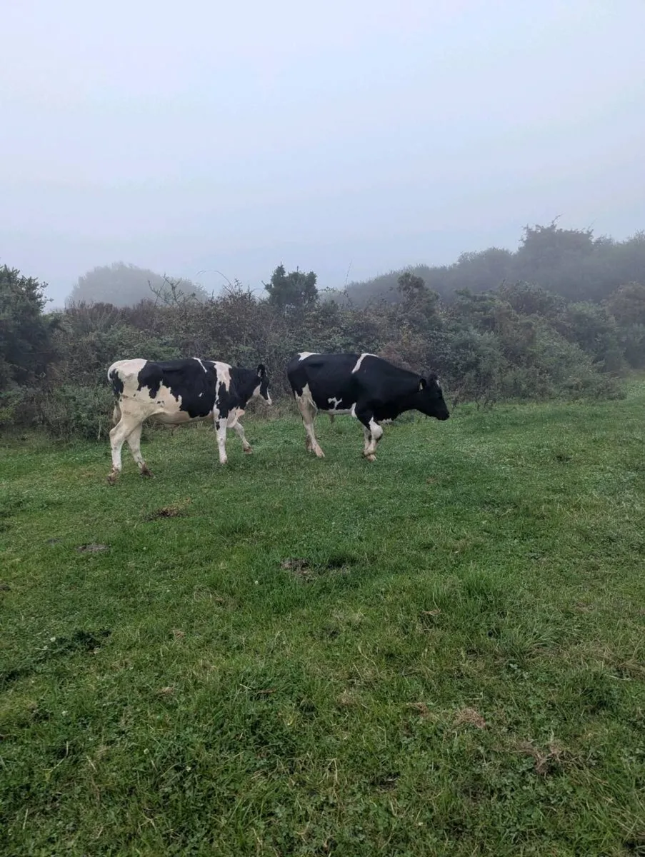 2 Friesian bullocks - Image 3