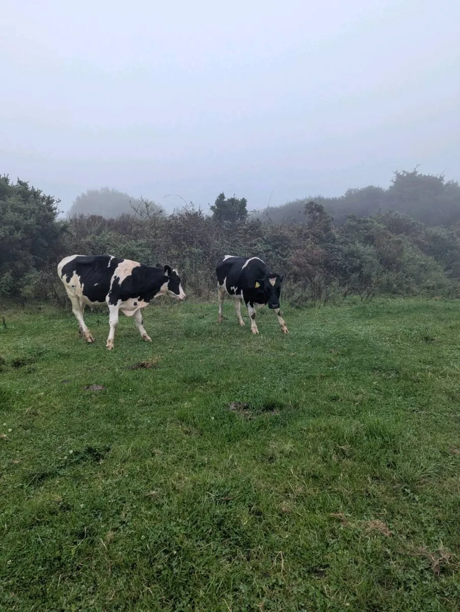 2 Friesian bullocks - Image 4