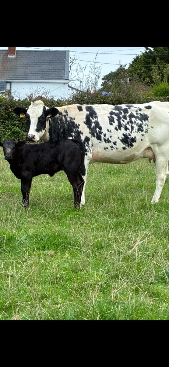 Suckler cow and calf - Image 1
