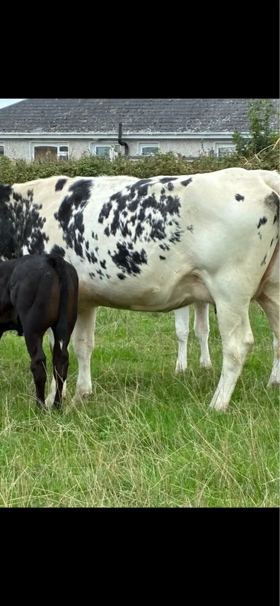 Suckler cow and calf - Image 2