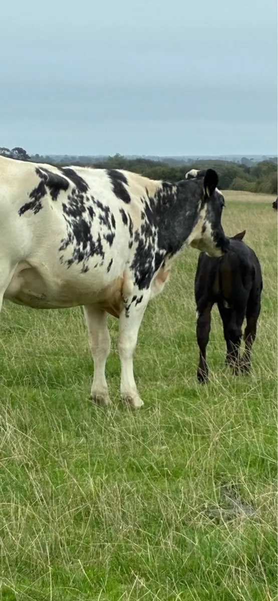 Suckler cow and calf - Image 4