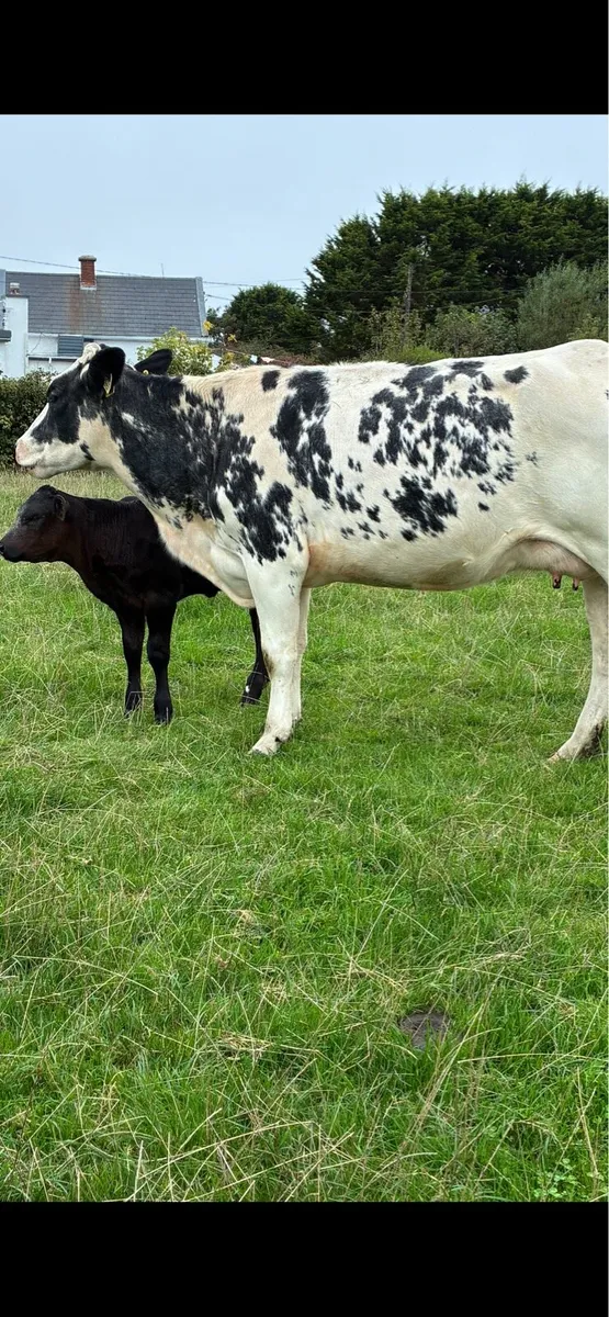 Suckler cow and calf - Image 3