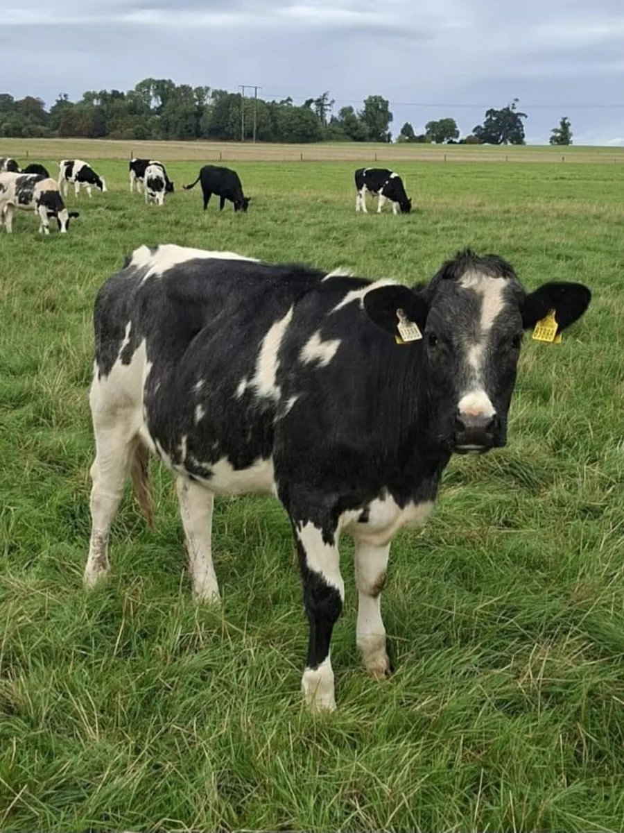 B.B  Heifers Edenderry Mart 19th September - Image 1