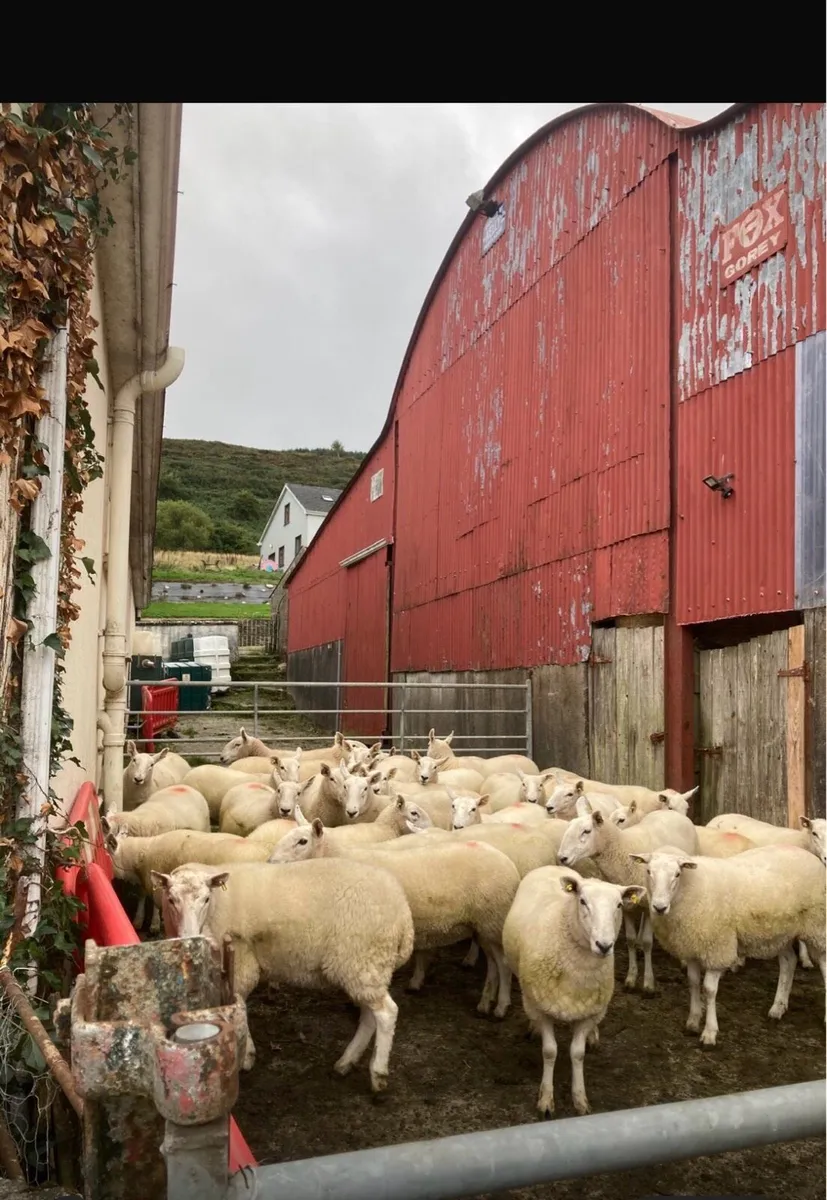 Sheep - Image 1