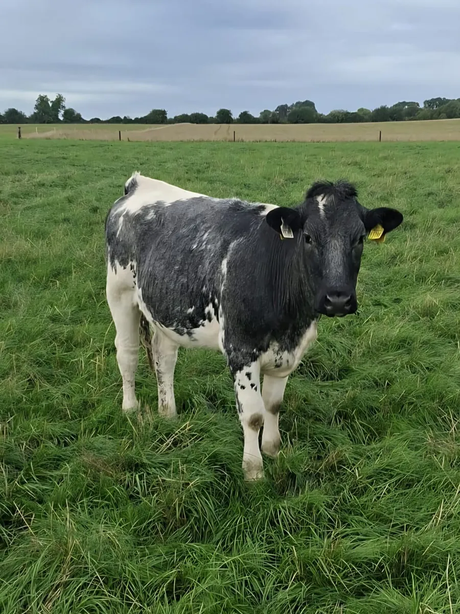 B.B  Heifers Edenderry Mart 19th September - Image 2