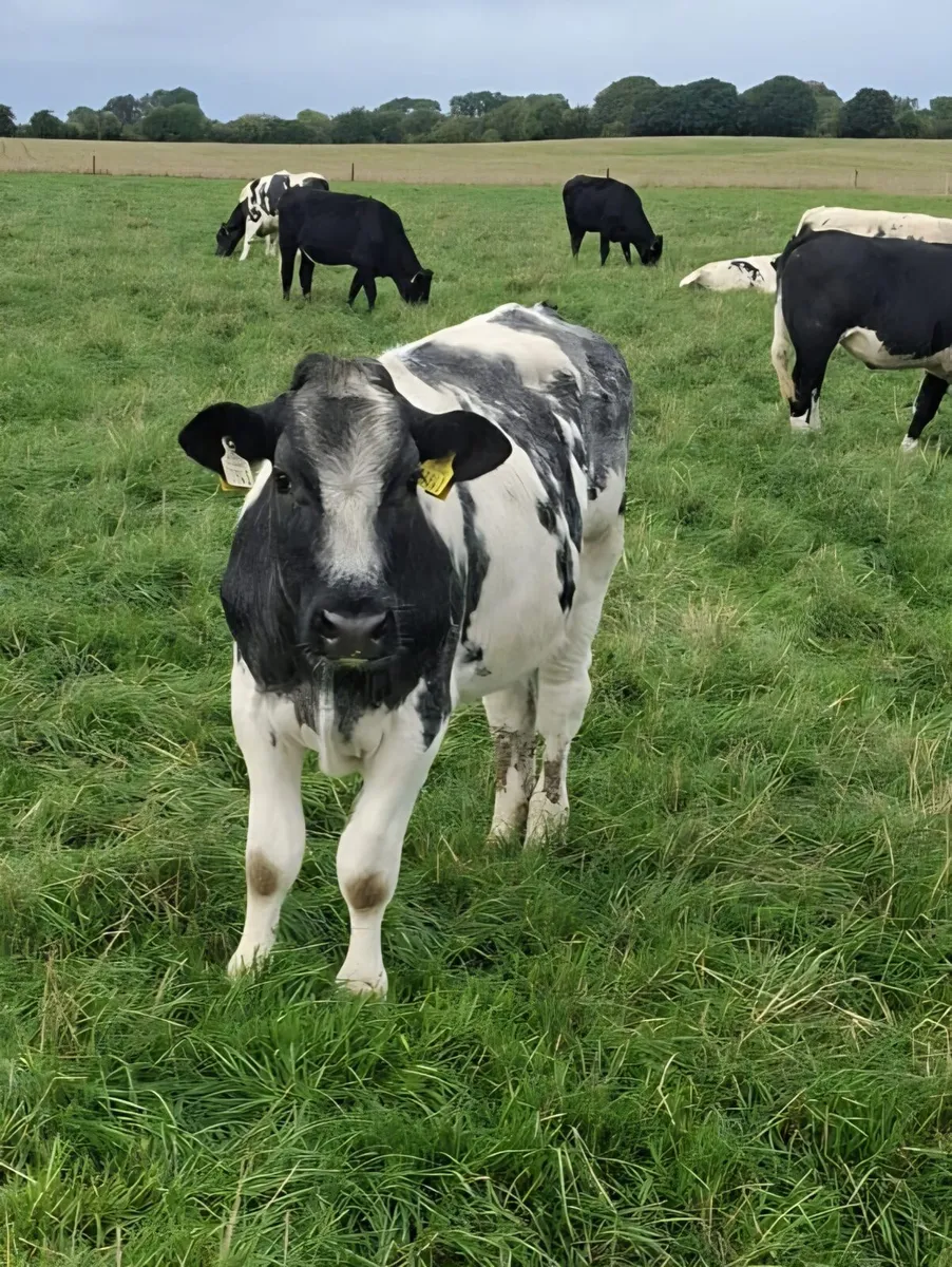 B.B  Heifers Edenderry Mart 19th September - Image 3