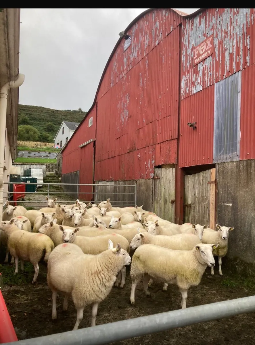 Sheep - Image 3