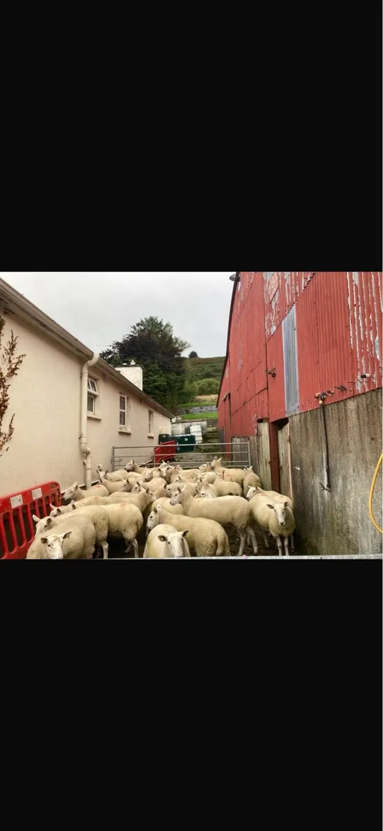 Sheep - Image 2