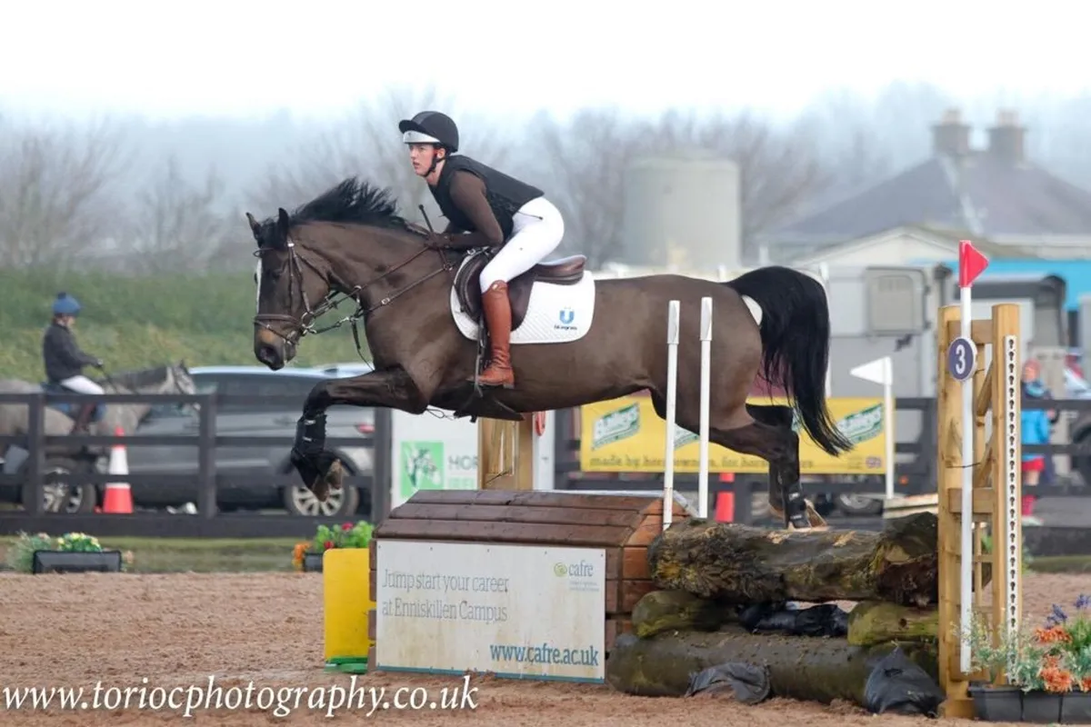 16hh 8yo Mare - Image 2