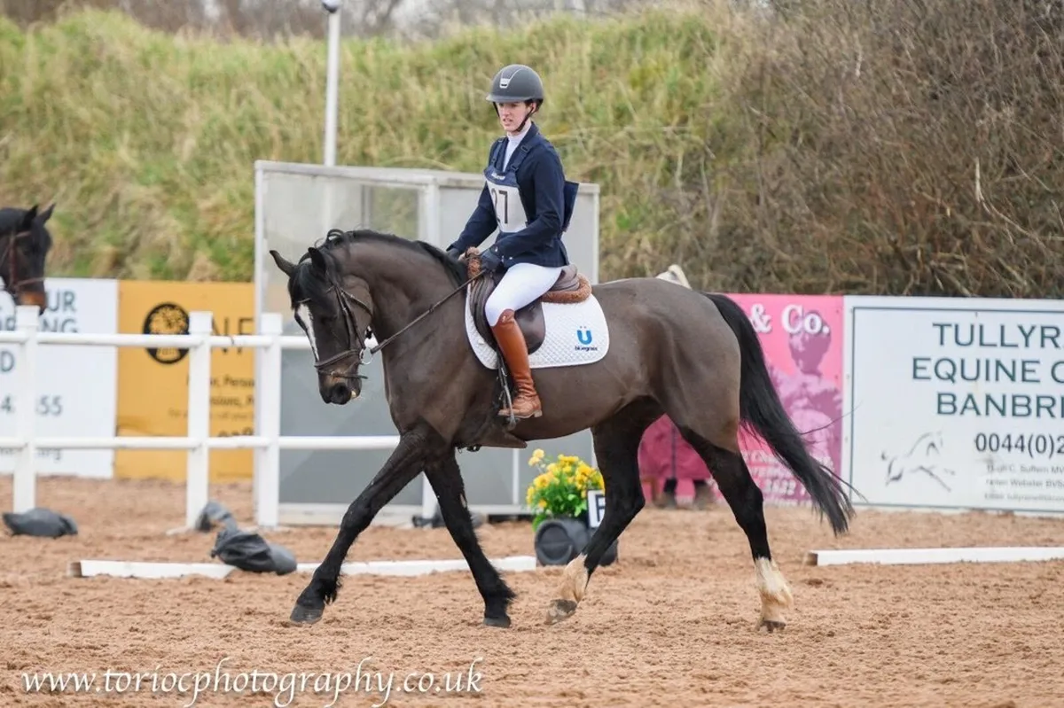 16hh 8yo Mare - Image 3