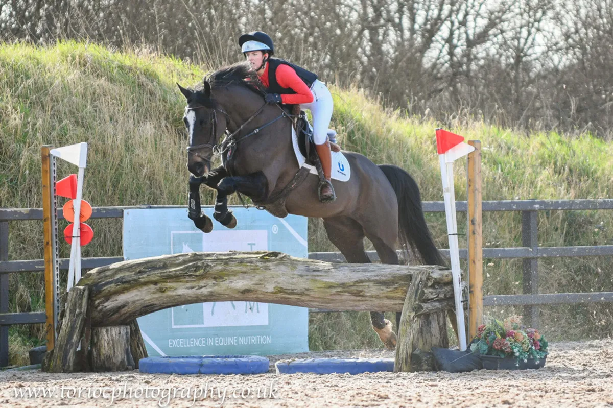 16hh 8yo Mare - Image 4