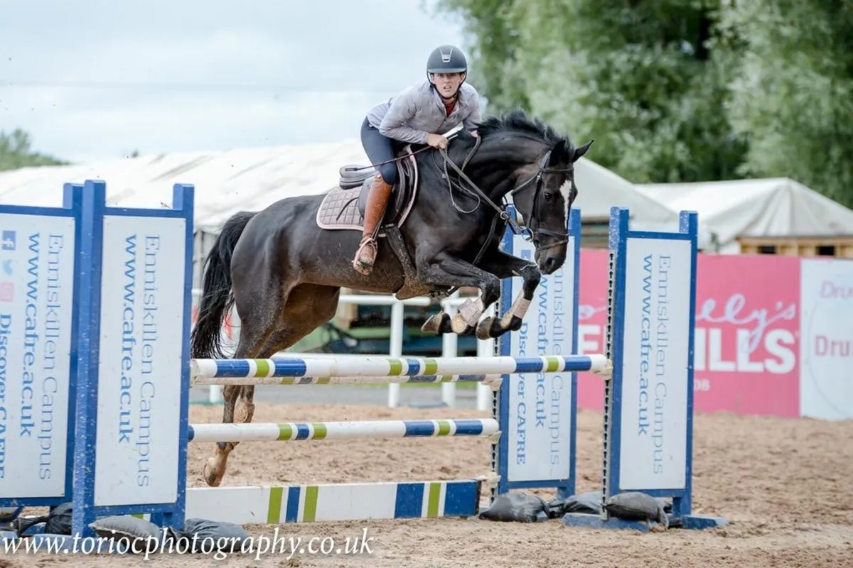 16hh 8yo Mare - Image 1