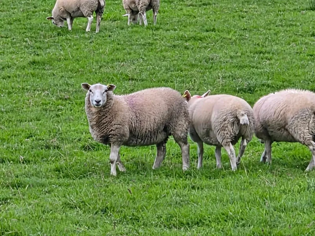 LLEYN EWE LAMBS - Image 3
