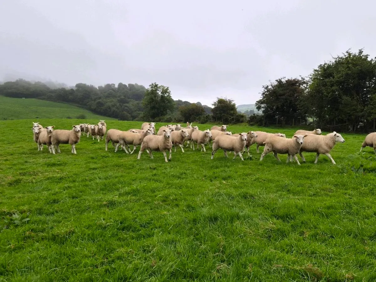 LLEYN EWE LAMBS - Image 2