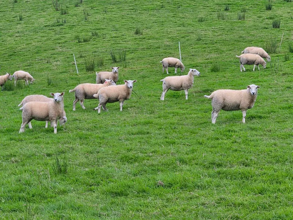 LLEYN EWE LAMBS - Image 4