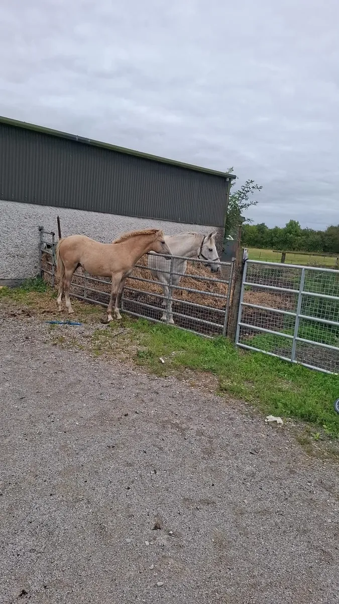 irish draught foals - Image 2