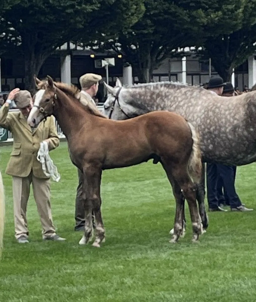 irish draught foals - Image 1