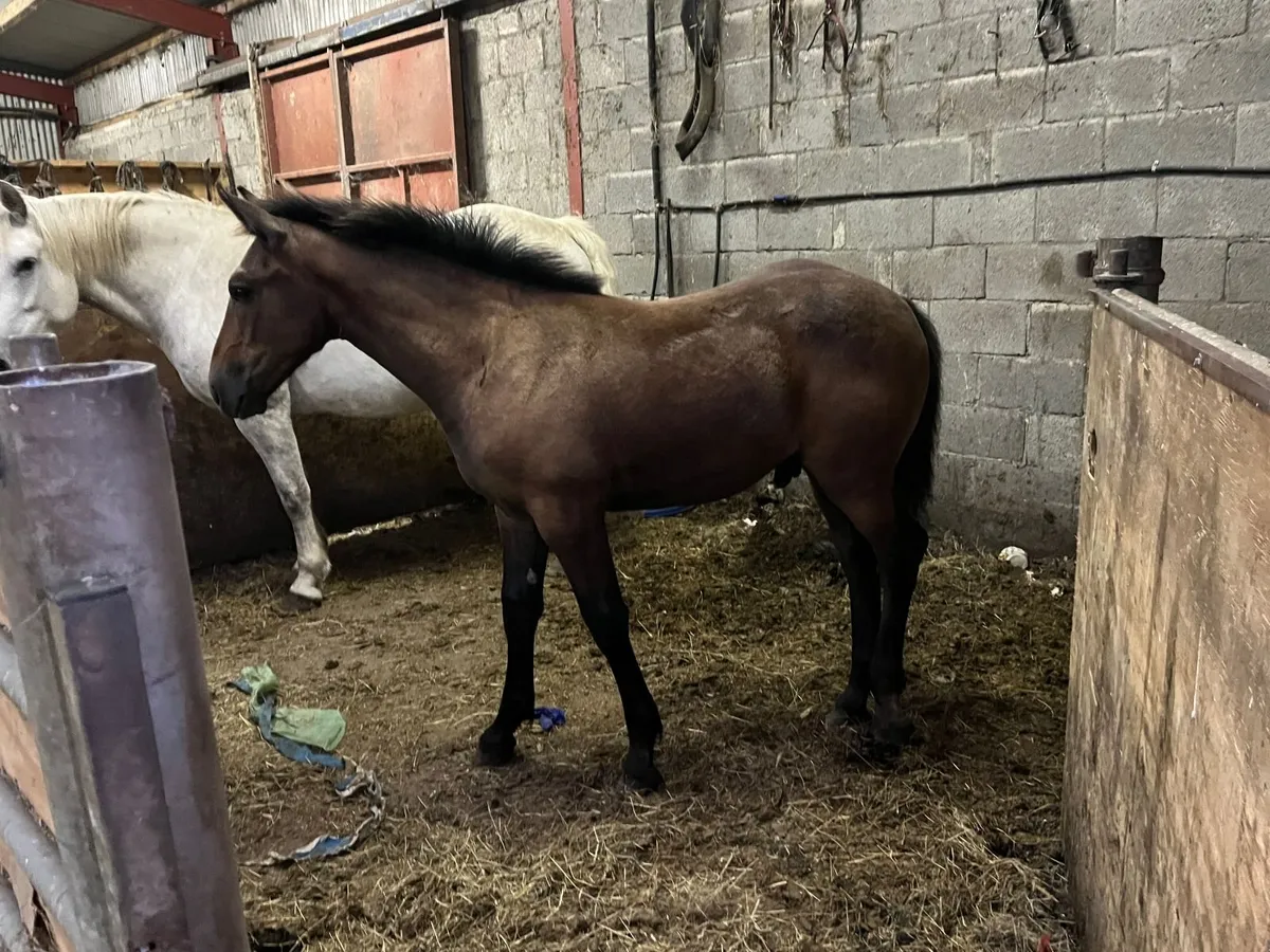 irish draught foals - Image 4