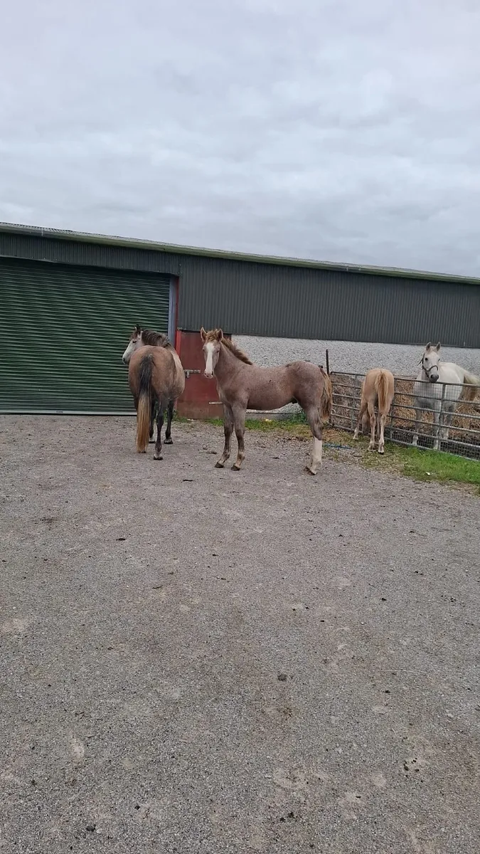irish draught foals - Image 3