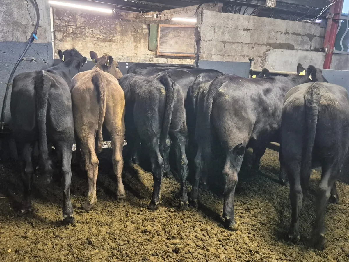 10 Angus Heifers 400kgs - Image 1