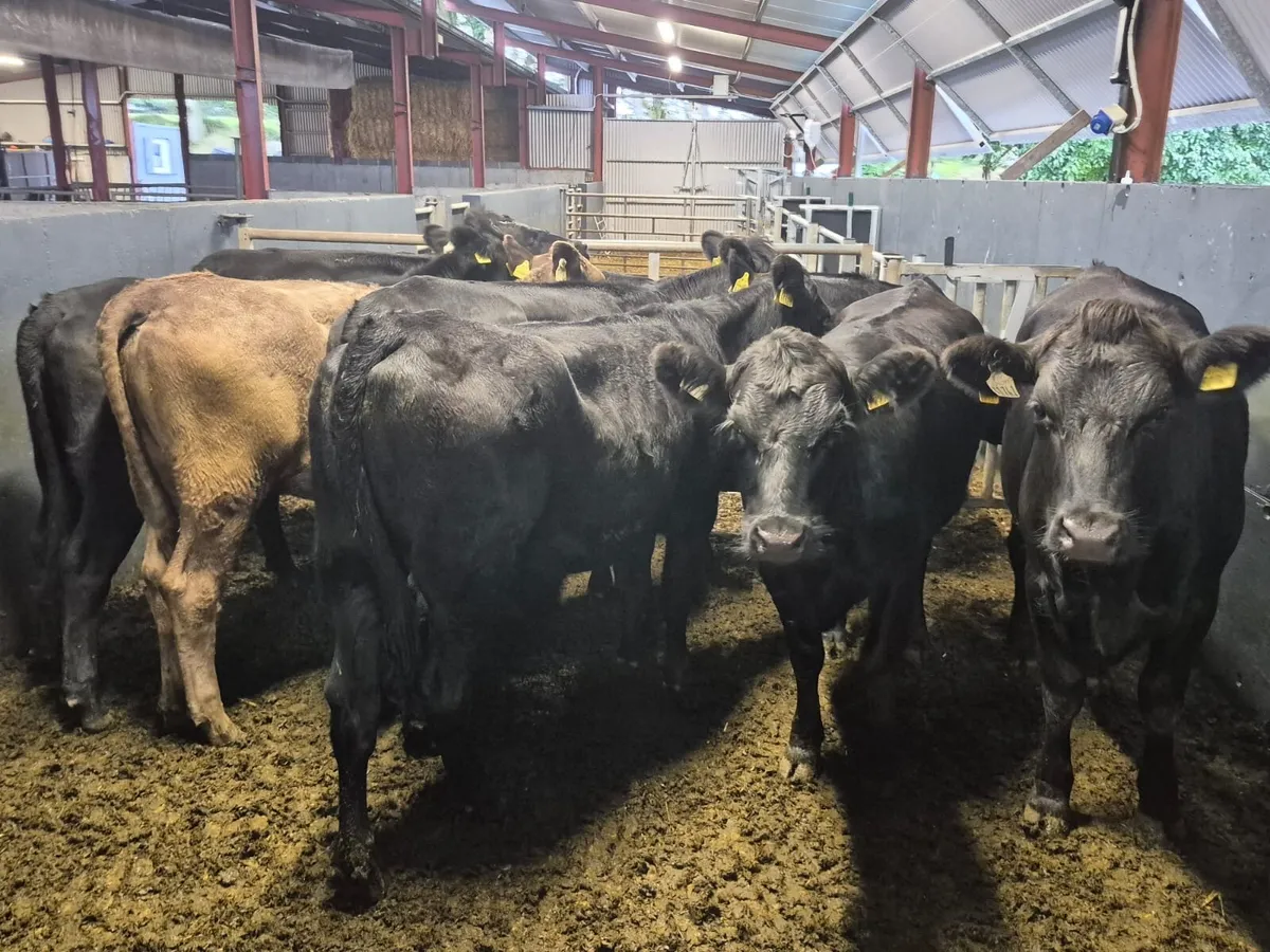 10 Angus Heifers 400kgs - Image 3
