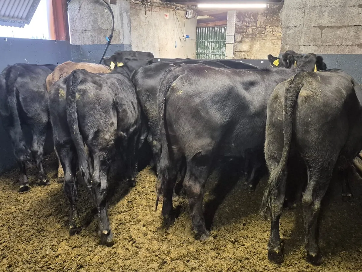 10 Angus Heifers 400kgs - Image 4