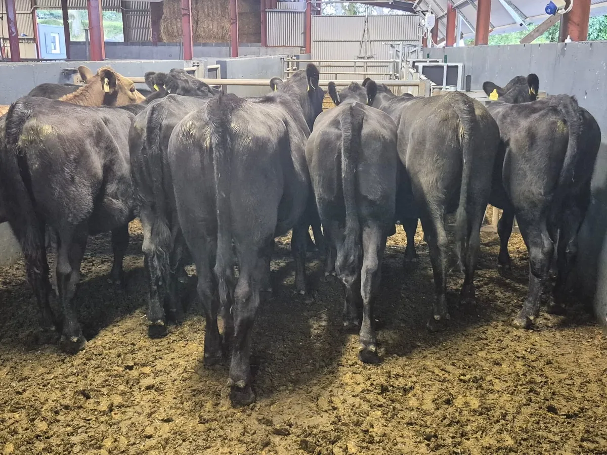 10 Angus Heifers 400kgs - Image 2
