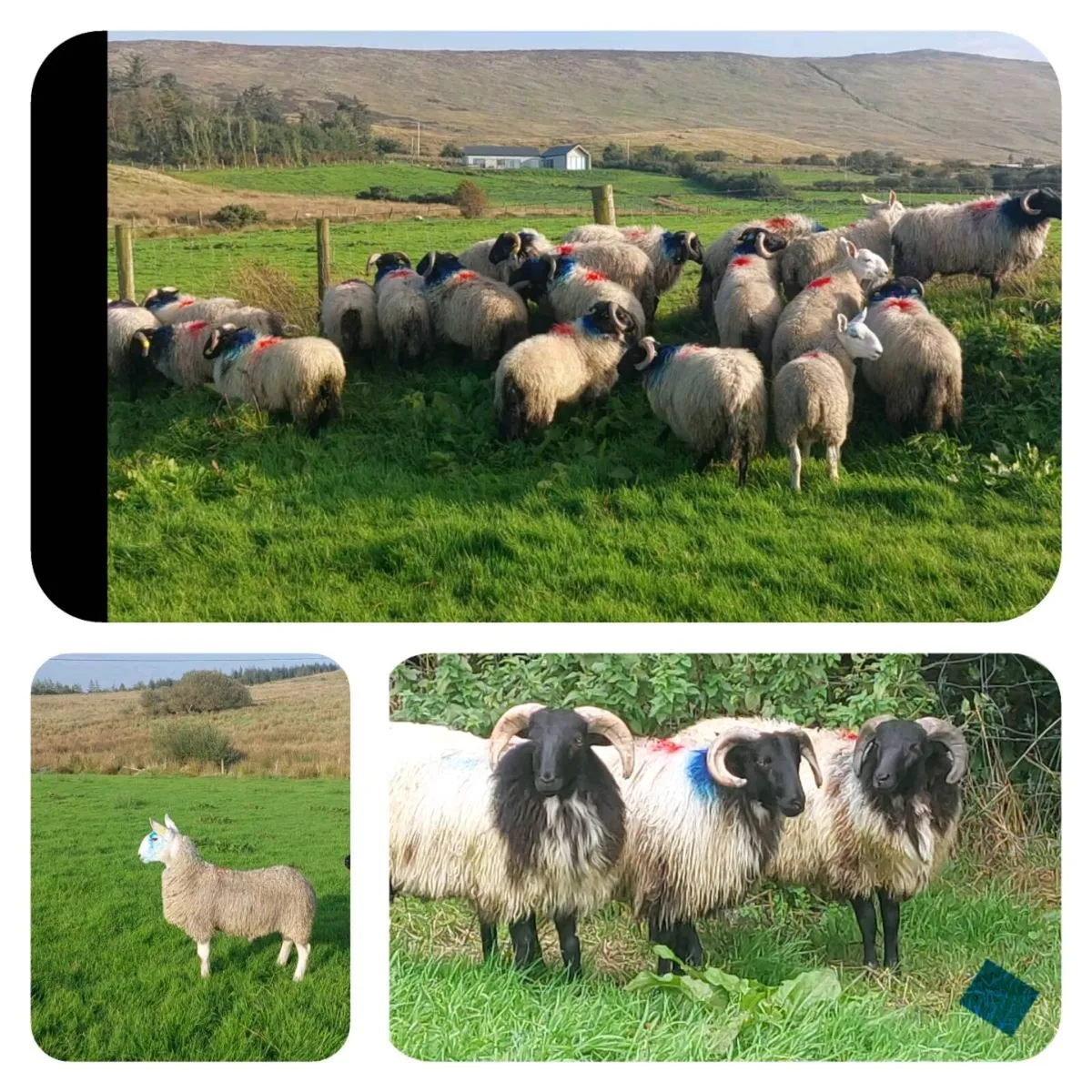 Mayo Blackface/North Country Cheviot Ram Lambs