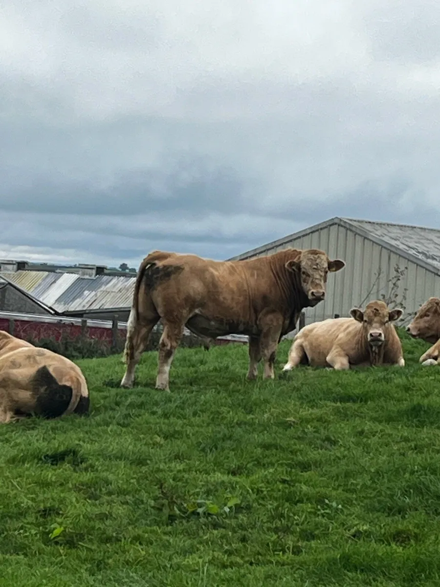 Bulls - Image 1