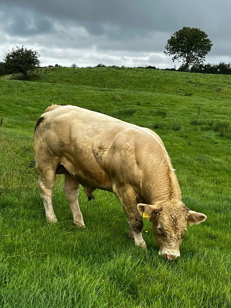 Bulls - Image 2