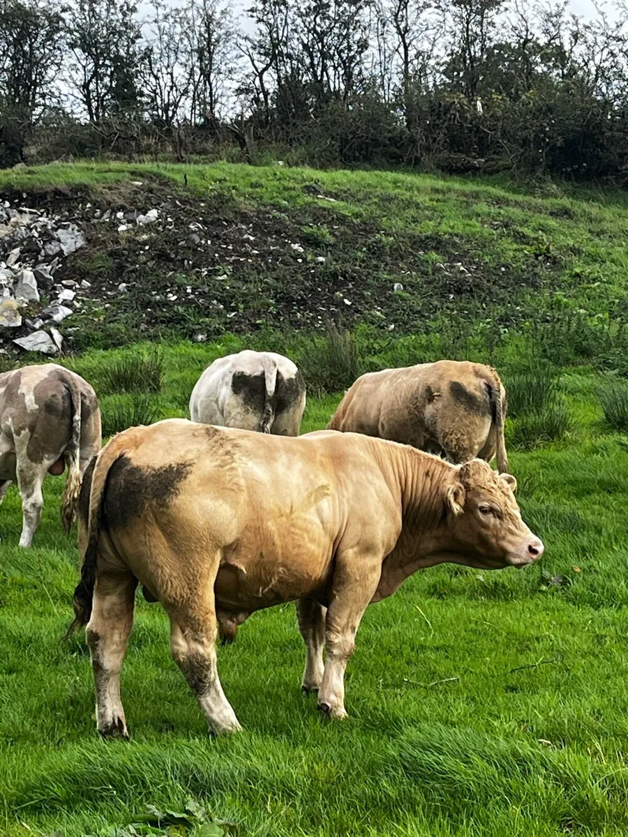 Bulls - Image 3