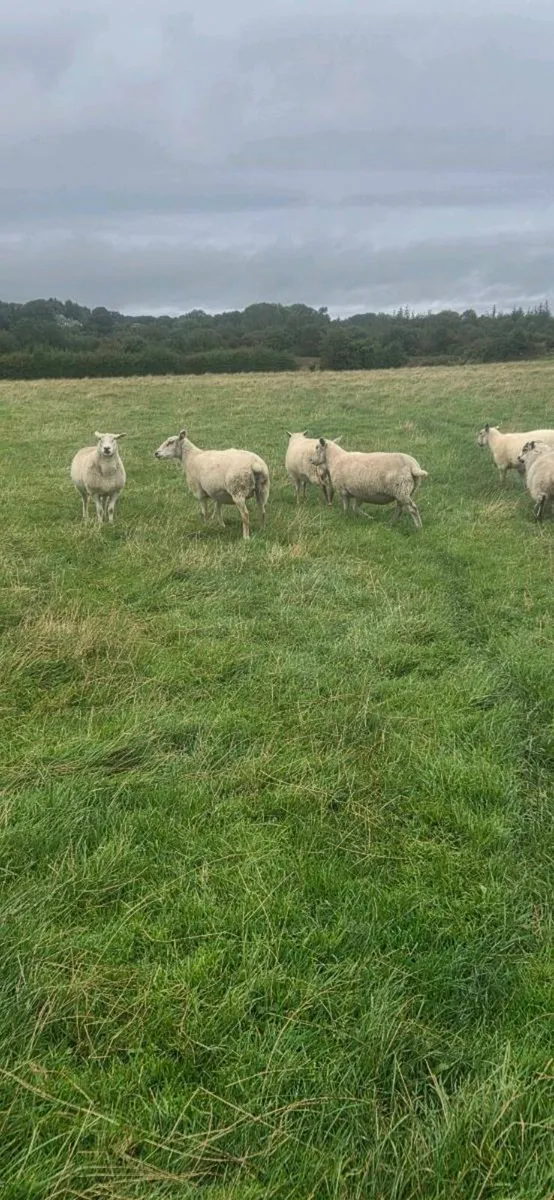 Breeding ewes - Image 1