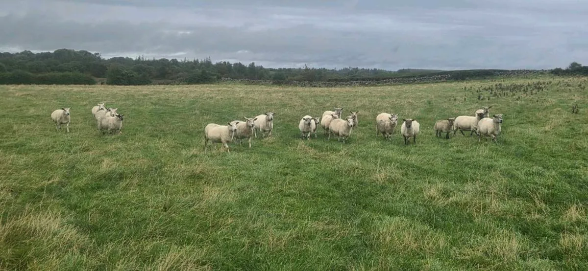 Breeding ewes - Image 2