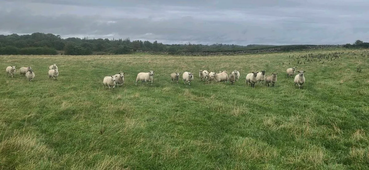 Breeding ewes - Image 3