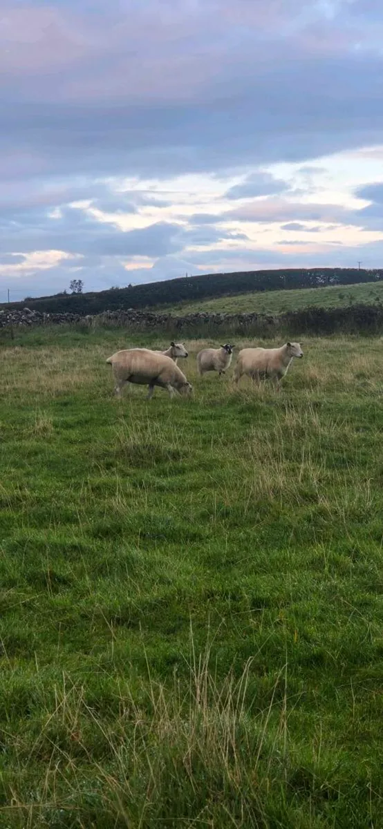 Breeding ewes - Image 4