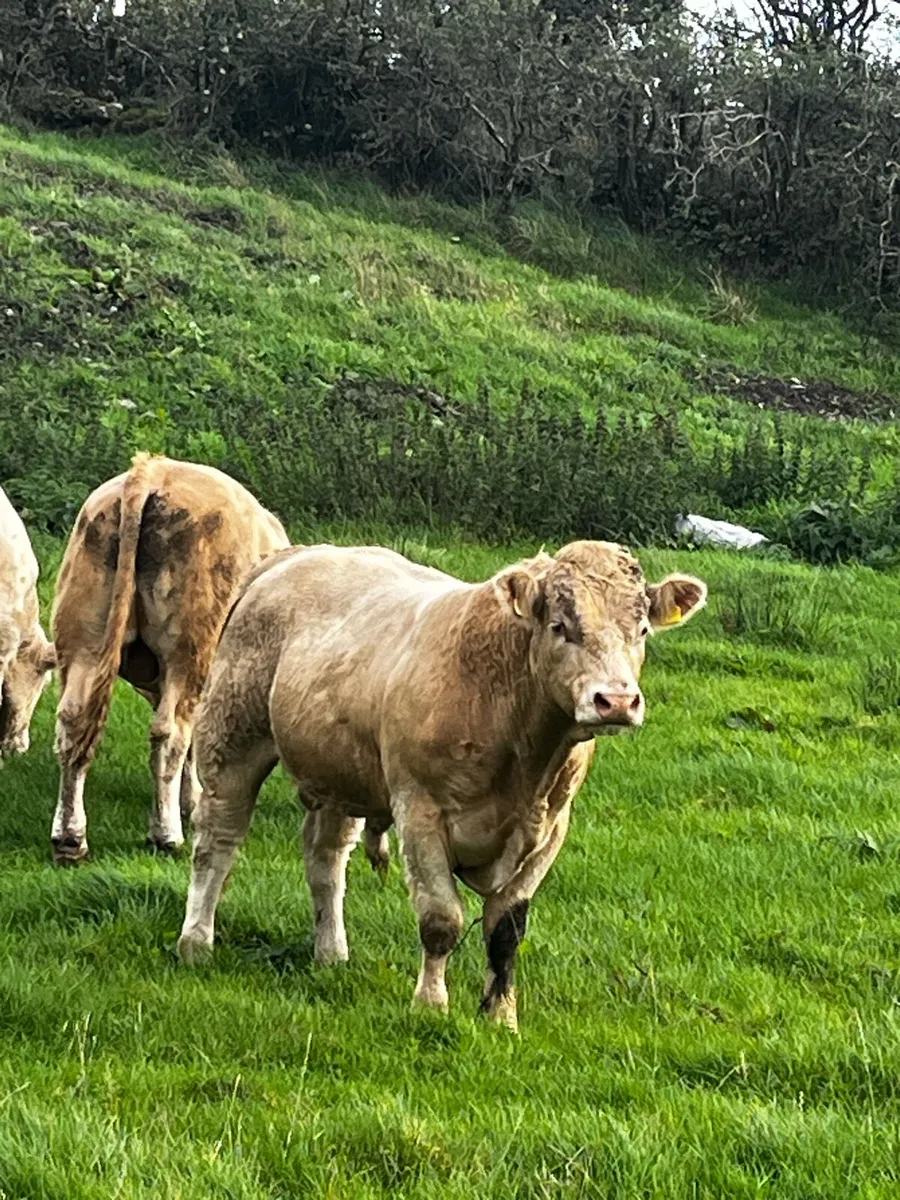 Bulls - Image 4