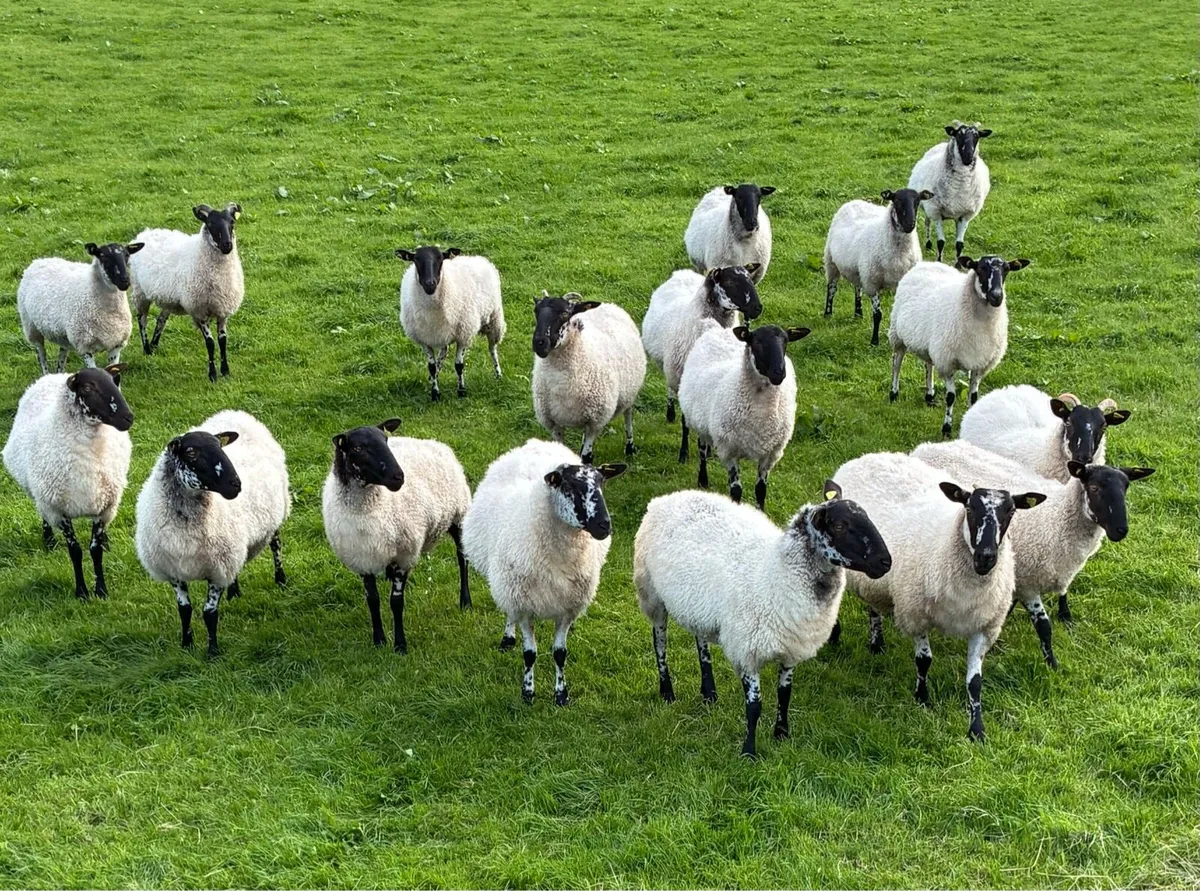 Mule Hoggets - Image 3