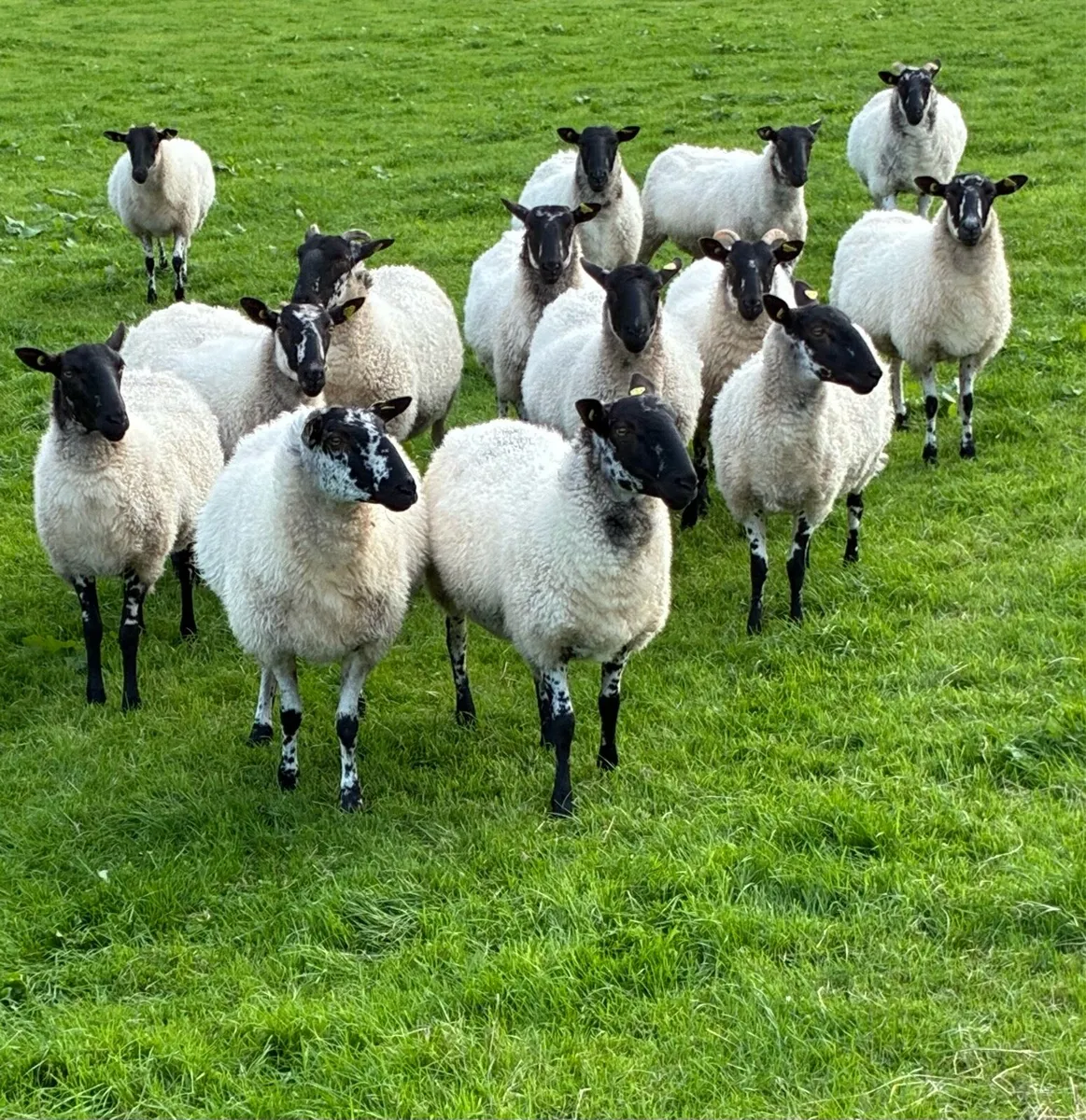 Mule Hoggets - Image 4