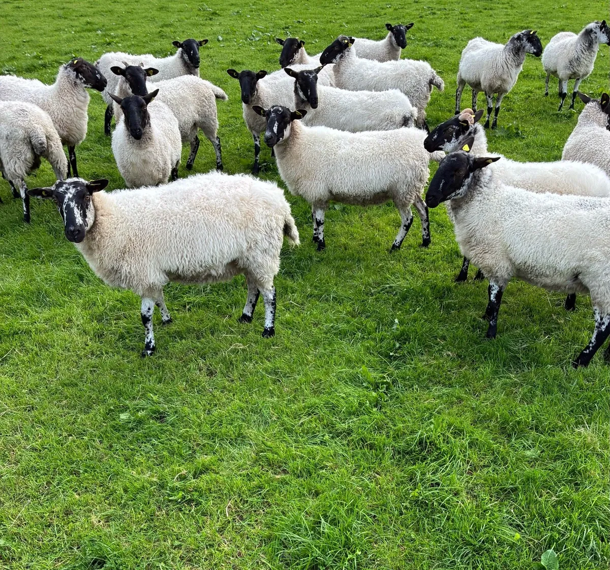 Mule Hoggets - Image 1