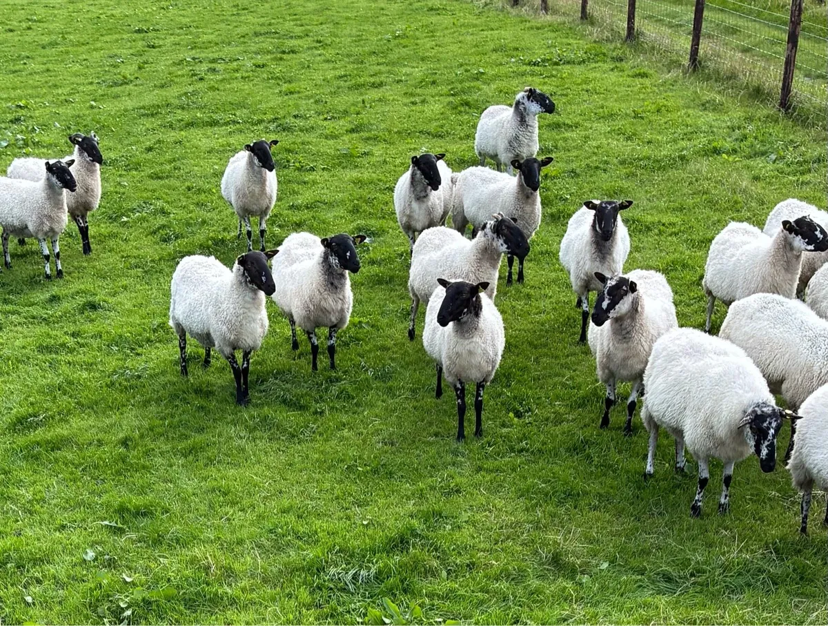 Mule Hoggets - Image 2