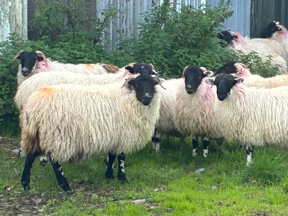 Blackface Ewe Lambs - Image 3