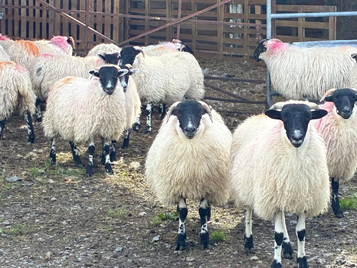 Blackface Ewe Lambs - Image 4