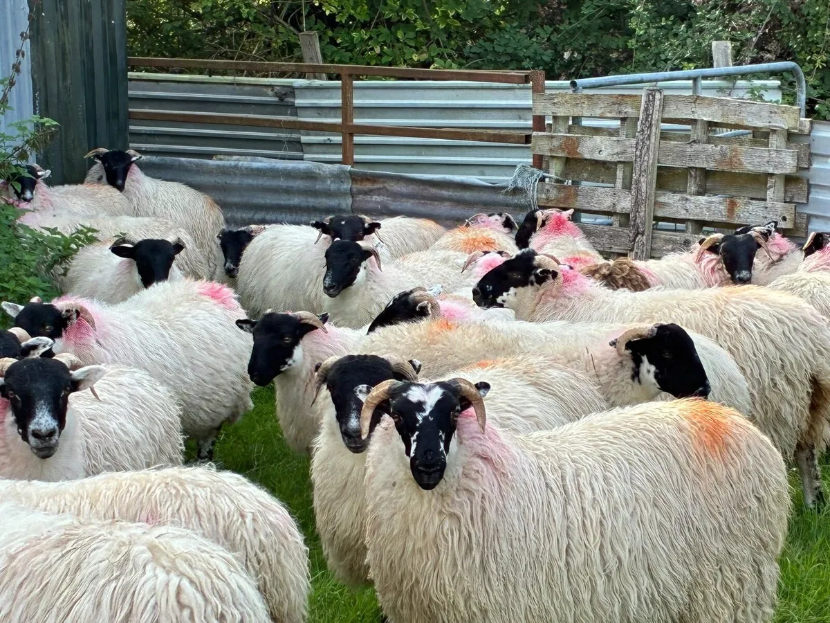 Blackface Ewe Lambs - Image 1
