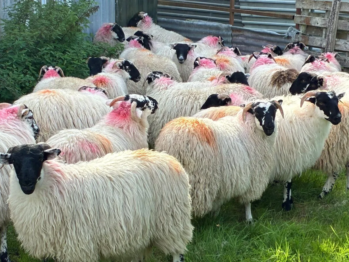 Blackface Ewe Lambs - Image 2