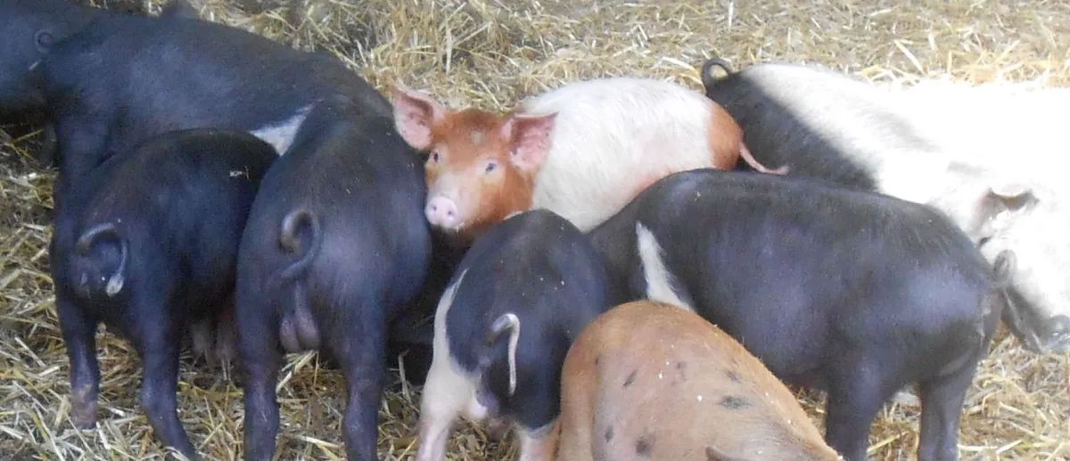 Piglets - Image 2