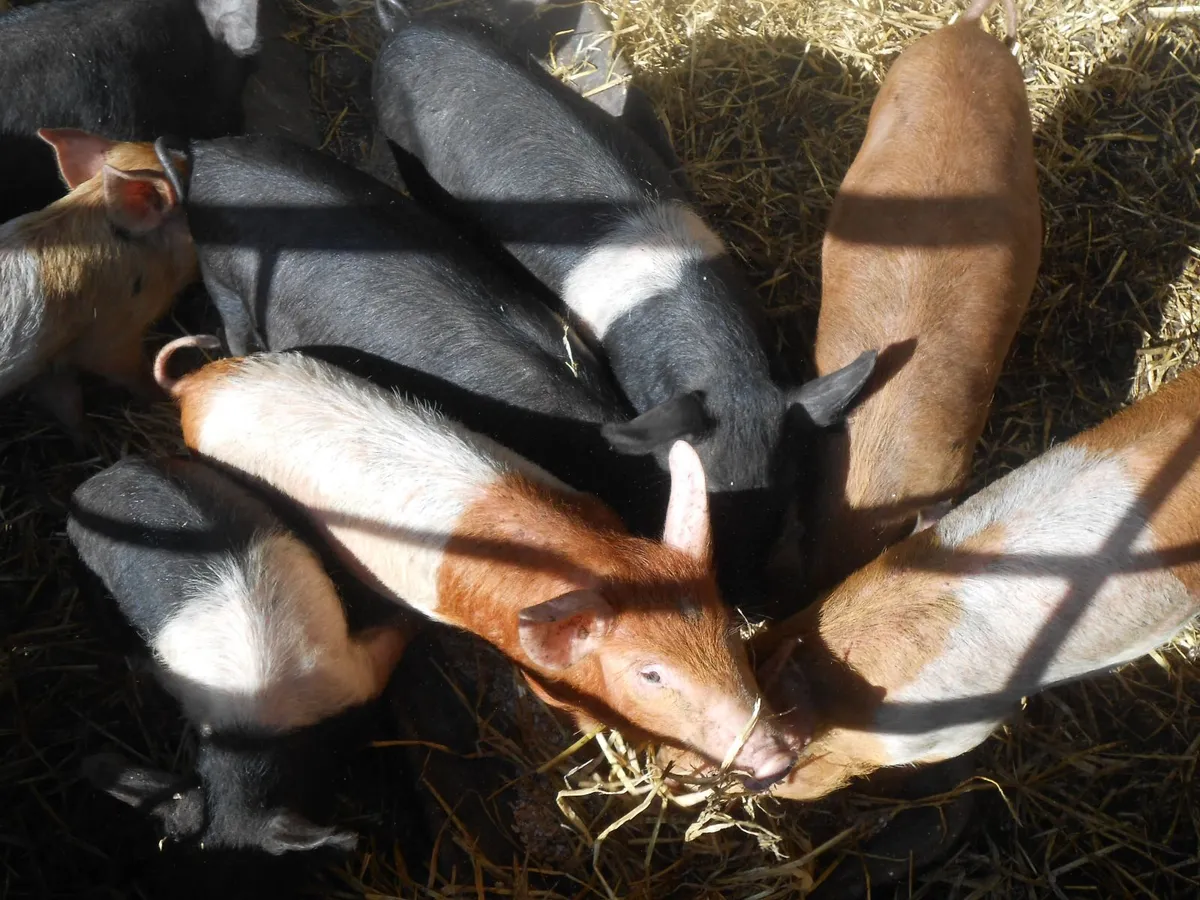 Piglets - Image 3