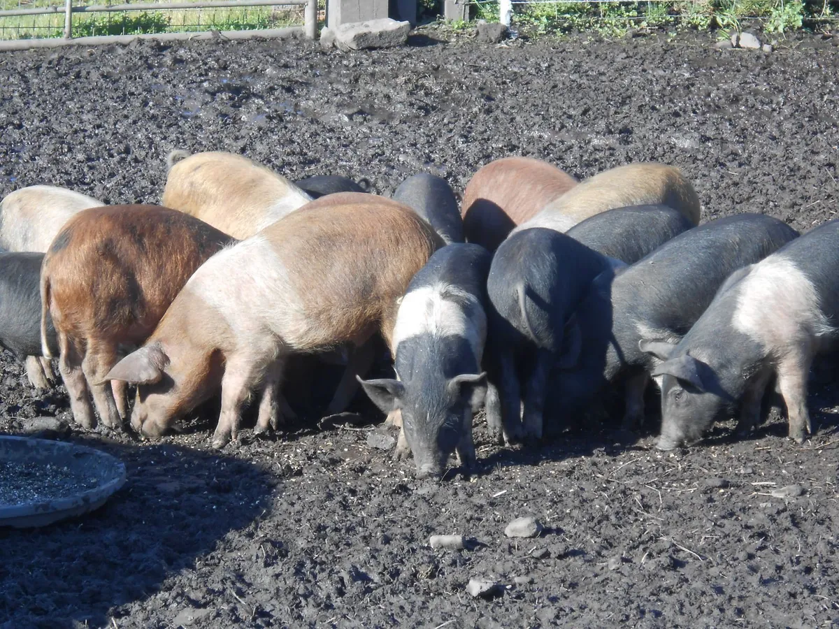 Piglets - Image 4