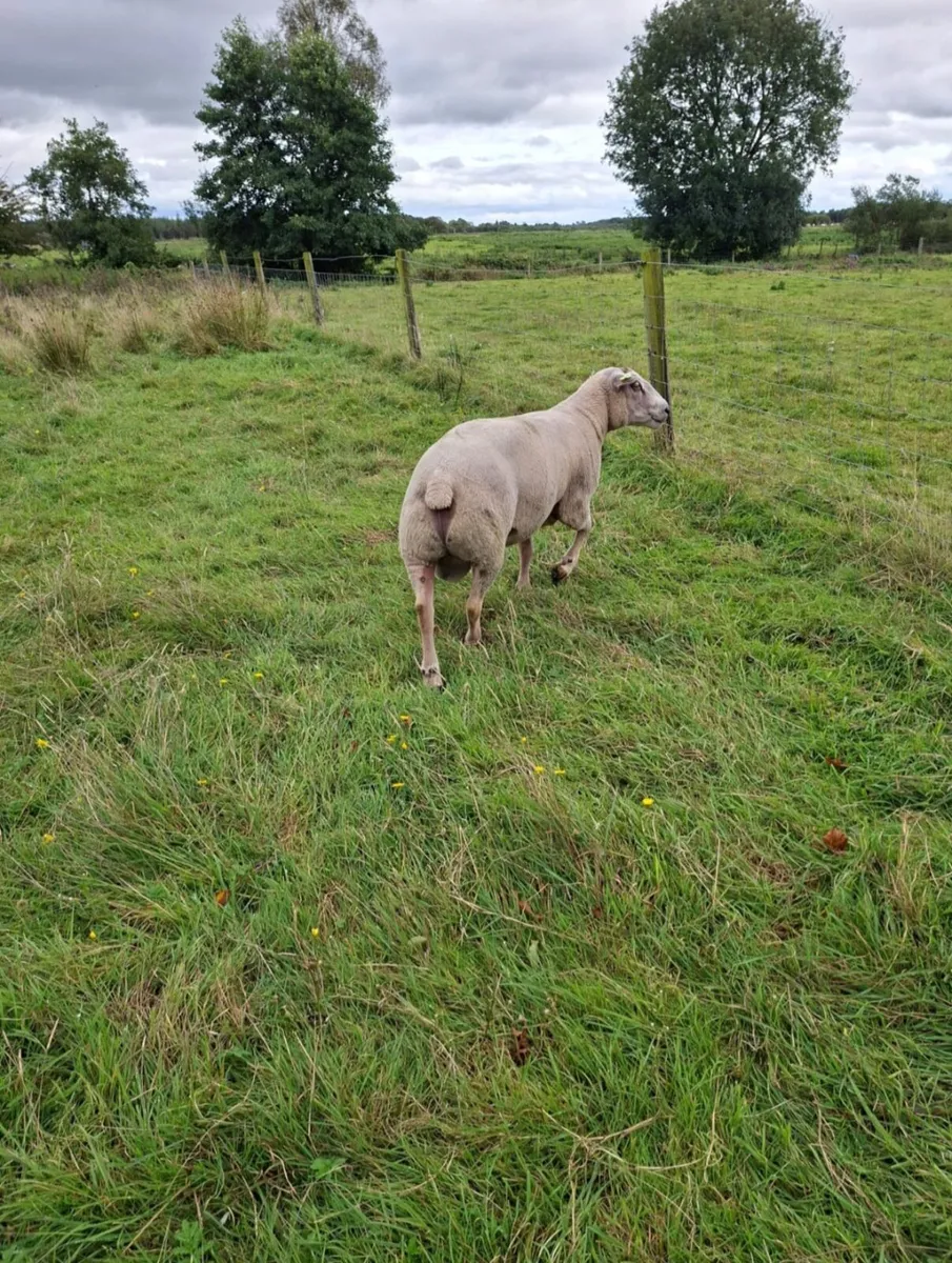 Pure bred Charollais ram - Image 3