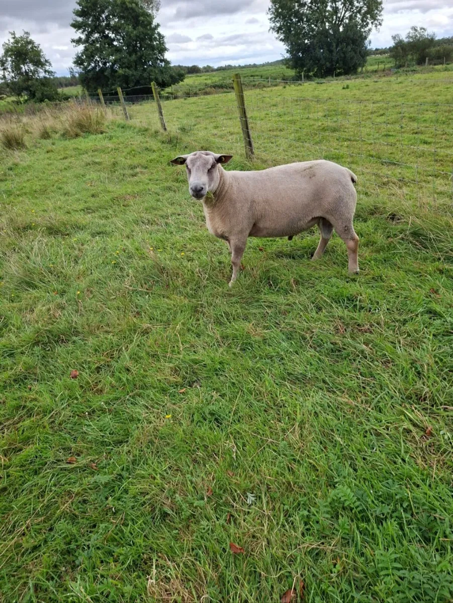 Pure bred Charollais ram - Image 2